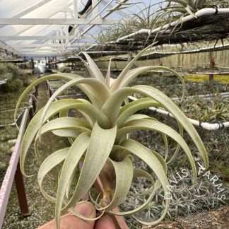 Tillandsia roseoscapa 'Curly Form'