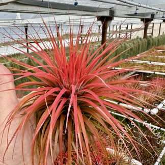 Ionantha Rosita x Magnusiana (ＴＩ)突然変異 速達 Tillandsia ionantha v. stricta x magnusiana (Magic Blush