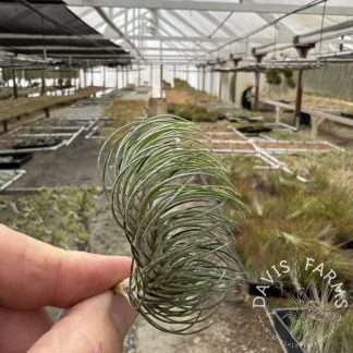 Tillandsia funckiana var. recurvifolia