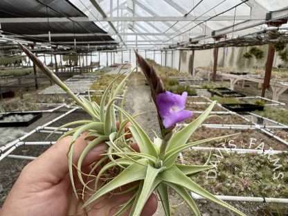 Tillandsia streptocarpa Fat Boy IN BLOOM Wholesale - Davis Farms