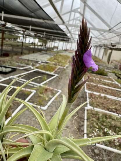 Tillandsia streptocarpa Fat Boy IN BLOOM Wholesale - Davis Farms