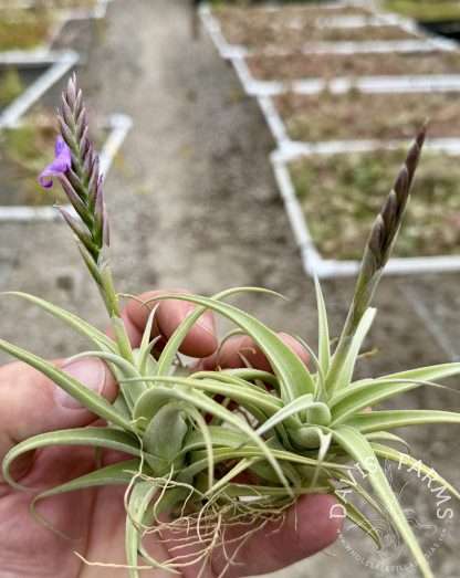 Tillandsia streptocarpa Fat Boy IN BLOOM Wholesale - Davis Farms