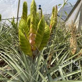 Tillandsia jalisco-monticola