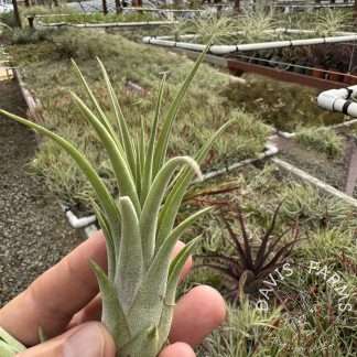 Tillandsia ionantha x brachycaulos
