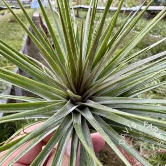 Tillandsia stricta 'Rio Negro'