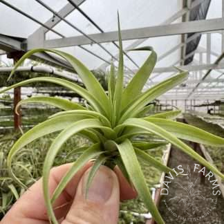 Tillandsia rothii seedling