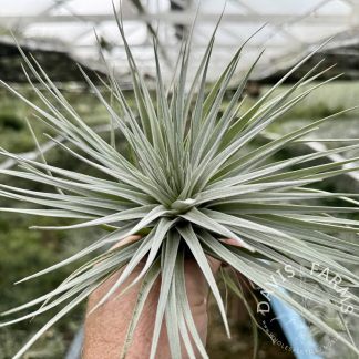 Tillandsia Houston, Giant Form