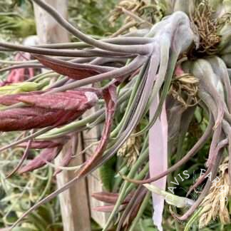 Close-up detail of the deep crimson curling leaves of Tillandsia Vulcan's Throne