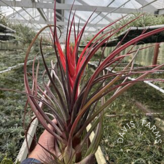 Tillandsia Mali Dofitas (T. caput-medusae x bulbosa)