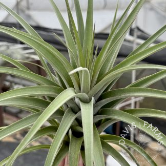Tillandsia redy (T. streptophylla X T. concolor)
