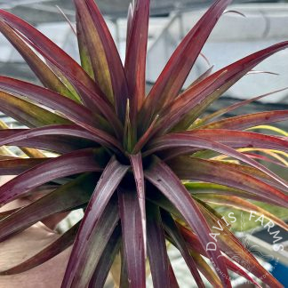 Tillandsia red abdita
