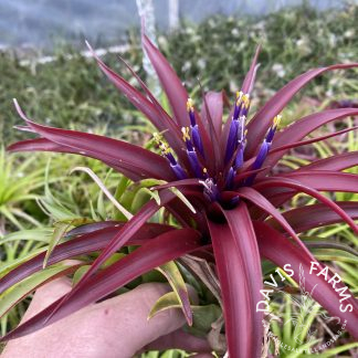 Tillandsia brachycaulos burgundy select IN BLOOM