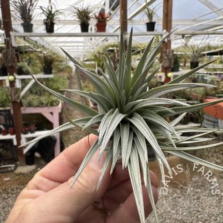 Tillandsia Dennis