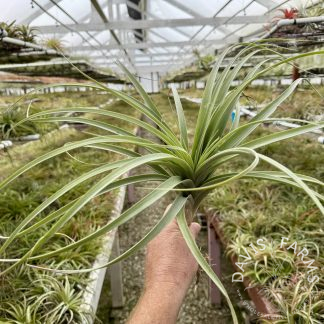 Tillandsia Sabre (achyrostachys x exserta)