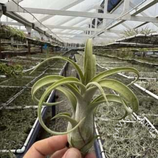 Tillandsia streptophylla belize x caput medusae