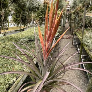 Tillandsia Fire Sticks (zacapanensis x flabellata red giant)