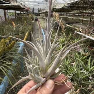 Tillandsia karwinskyana