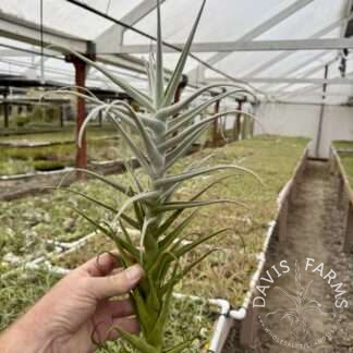 Tillandsia paleacea gigante
