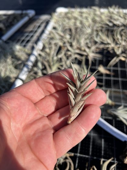 Tillandsia peiranoi Wholesale | Davis Farms