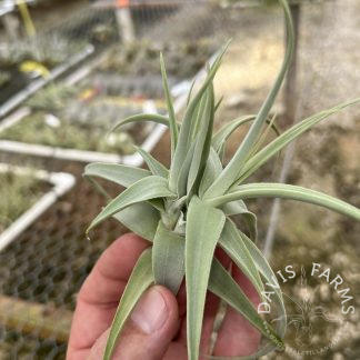Tillandsia paleacea apurimacensis