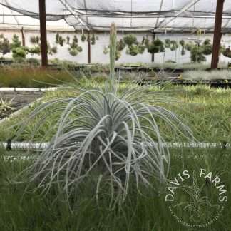 Tectorum Peru in bloom 6