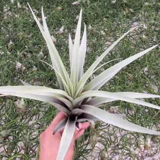 Tillandsia Latifolia Divaricata Blue Moon