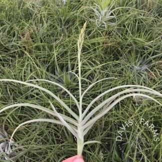 Tillandsia 'Nugget' (Crocata x Duratii)