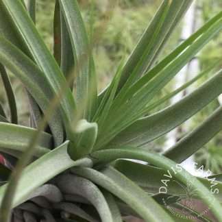 Tillandsia Starburst (Brachycaulos x Schiedeana)