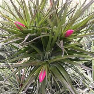 Tillandsia Tenuifolia Amethyst Clump