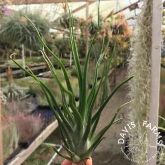 Tillandsia bulbosa 'Belize' x ionantha vanhyningii