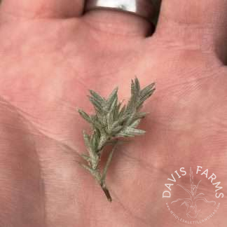 Tillandsia capillaris Type 7
