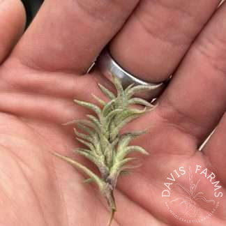 Tillandsia capillaris Type 8
