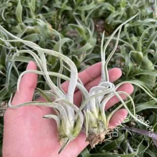 Tillandsia caput medusae 'Sonoran Snow'