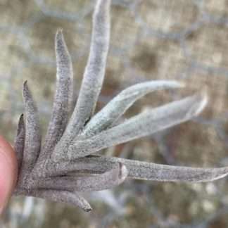 Tillandsia castellanii