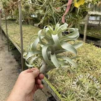 Tillandsia cauligera, white form wide leaf type 2