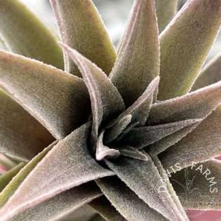 Tillandsia edithae (T.I. Clone)