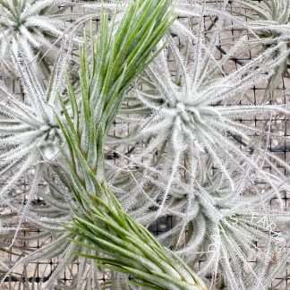 Tillandsia funckiana thick leaf closed form