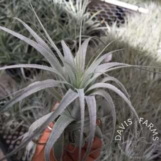 Tillandsia gardneri 'Rio Deudo'
