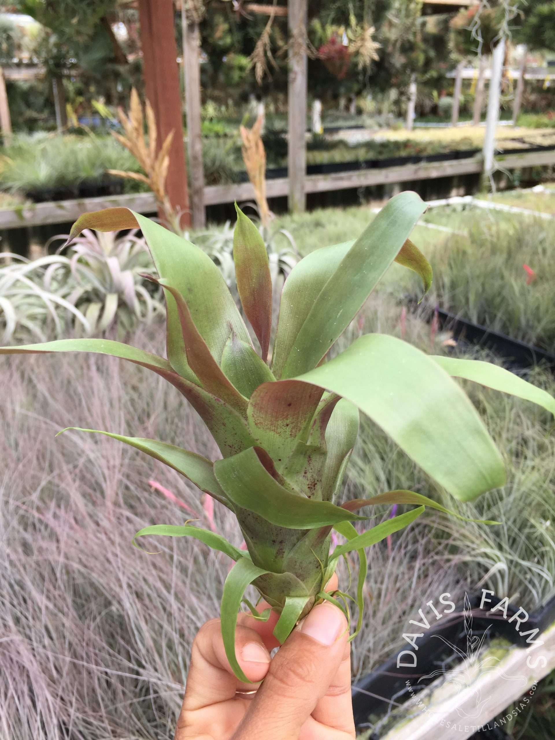 Tillandsia guatemalensis