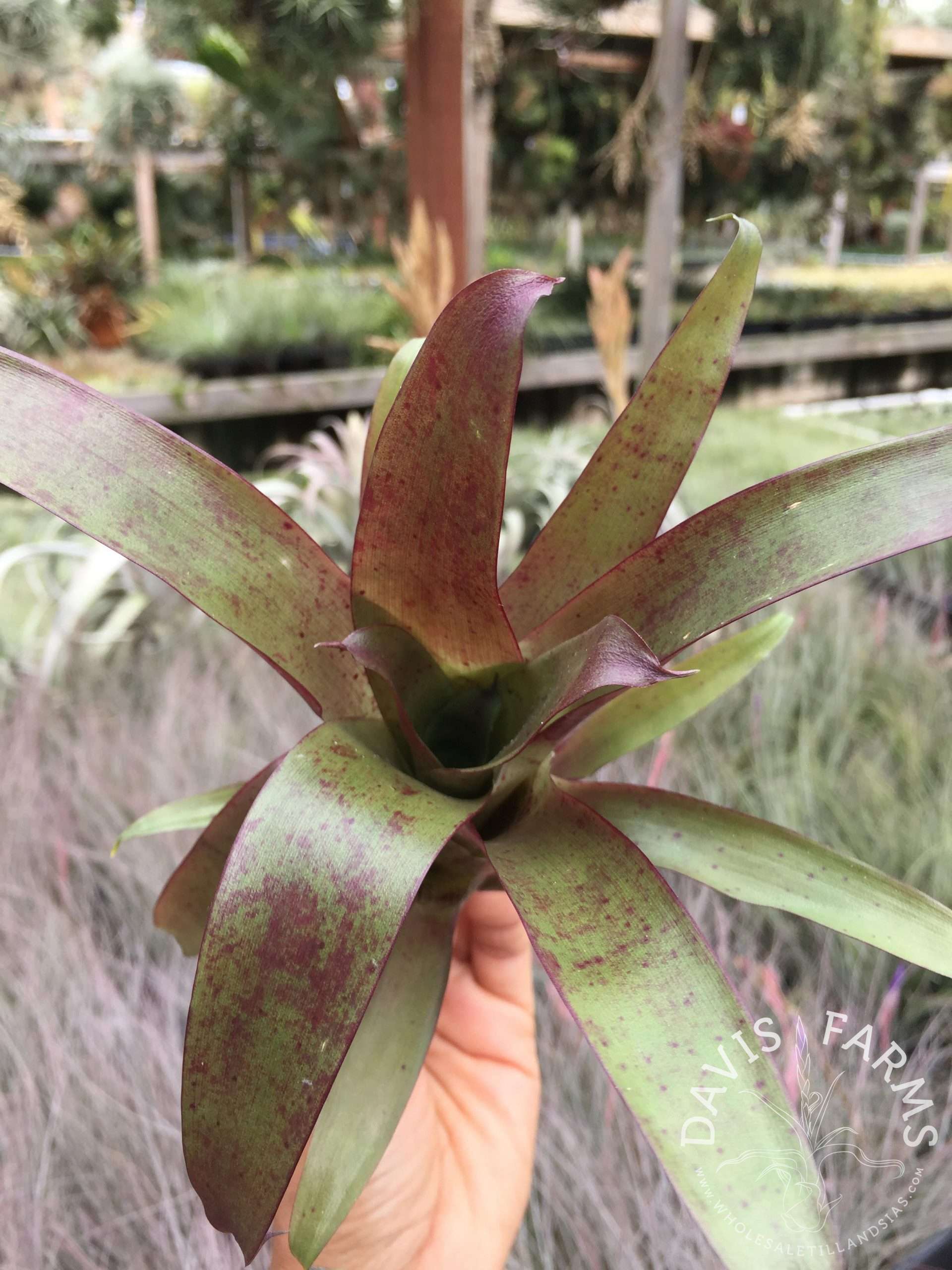 Tillandsia guatemalensis air plant view