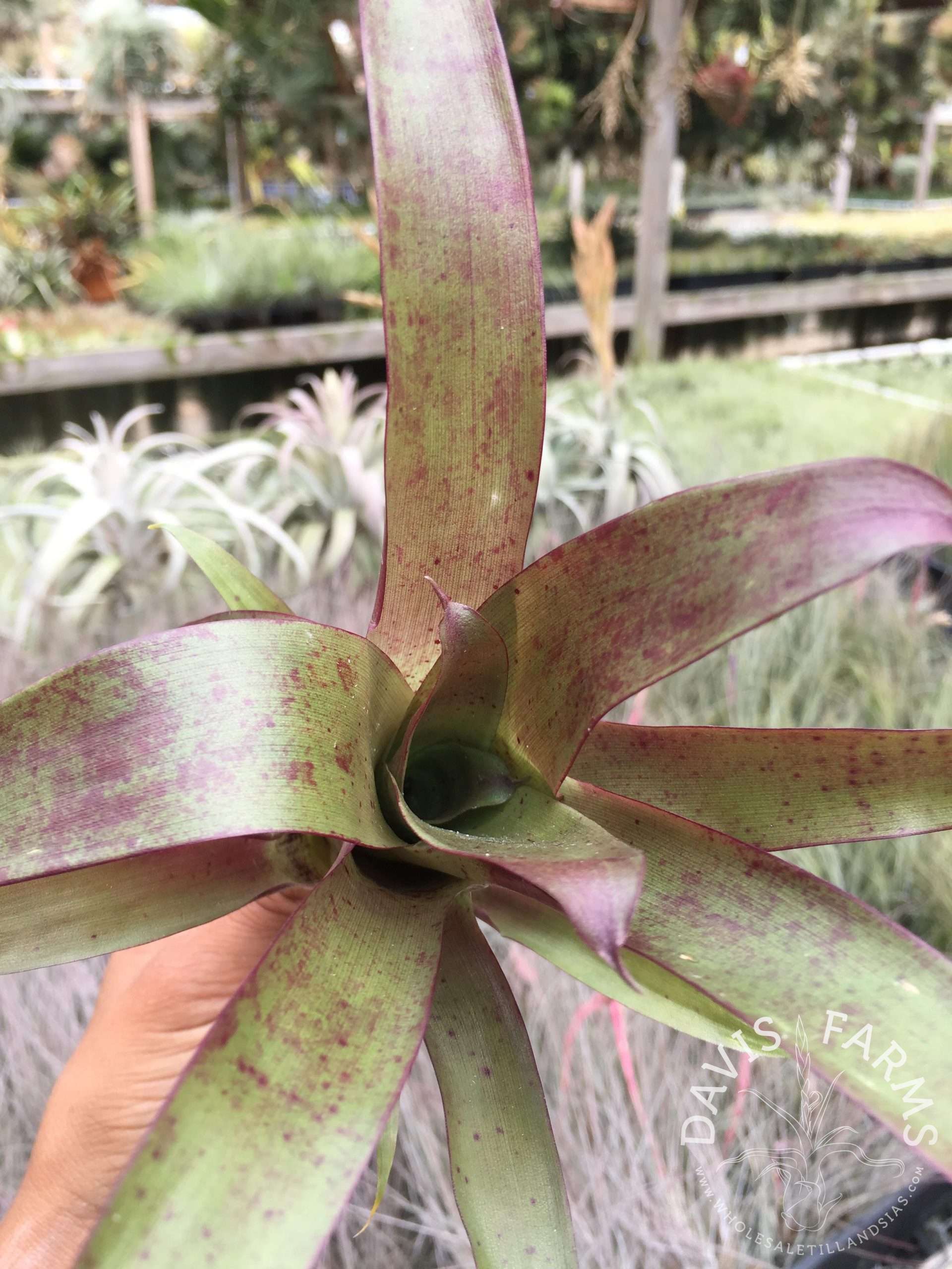Tillandsia guatemalensis air plant