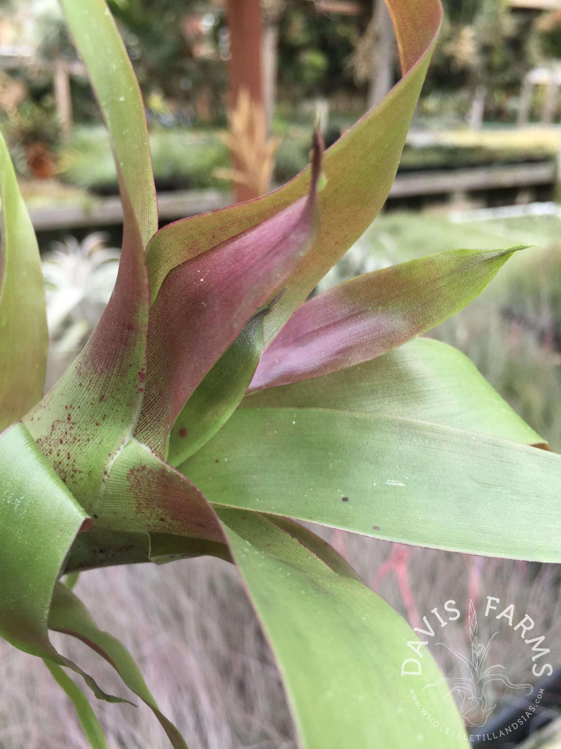Tillandsia guatemalensis air plant close-up