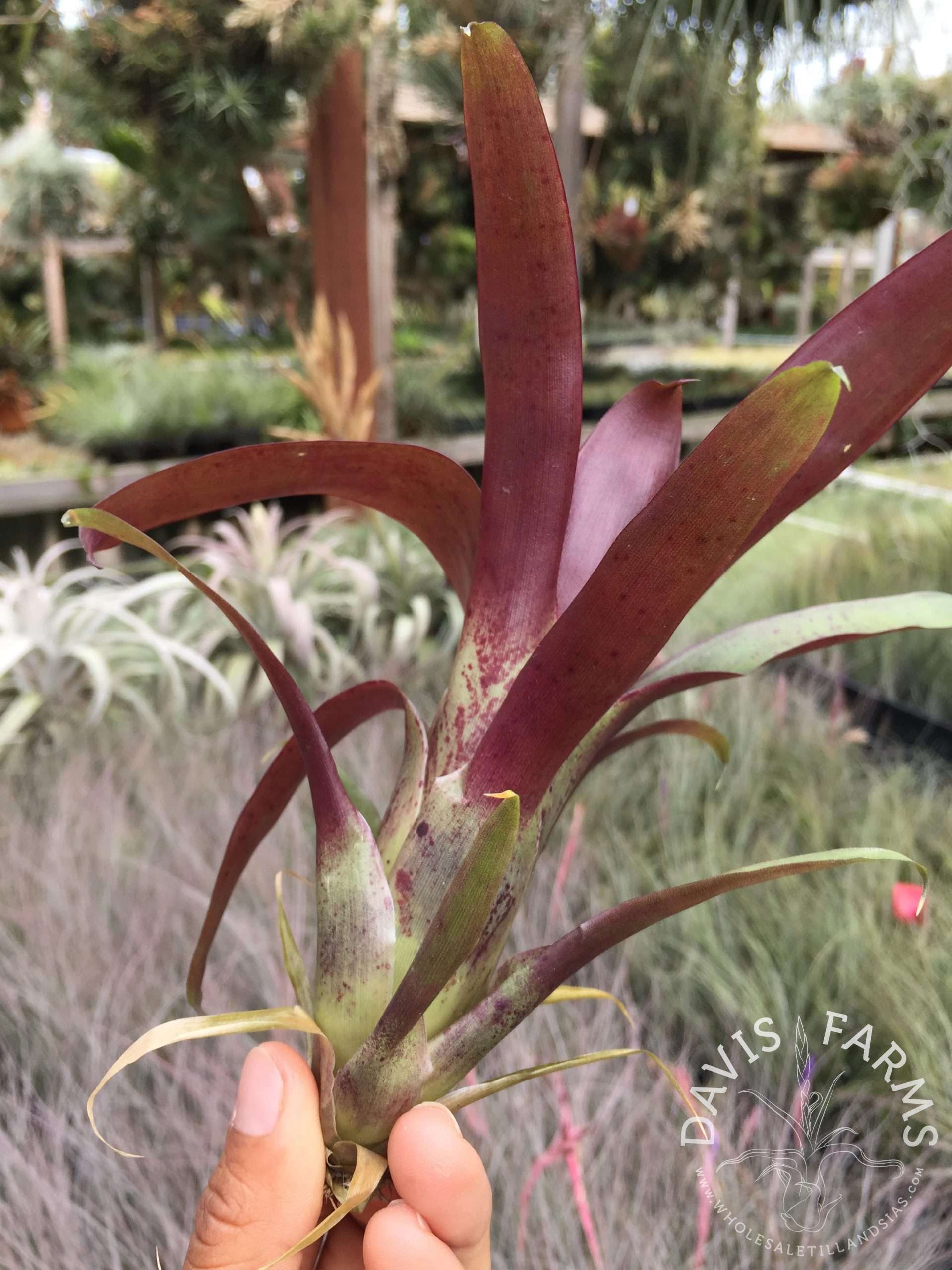 Tillandsia guatemalensis air plant