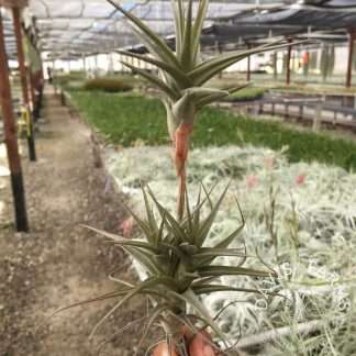 Tillandsia latifolia vivipara type 4