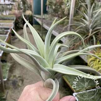 Tillandsia lotteae