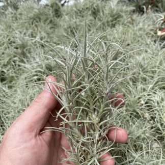 Tillandsia marconae
