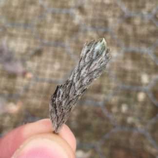 Tillandsia pedicellata Purple Flower