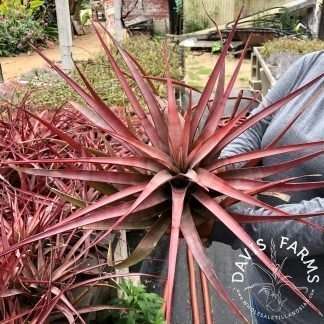 LARGE PLANTS- Variety Pack