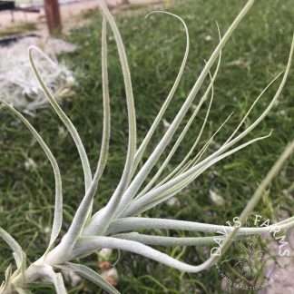 Tillandsia purpurea x straminea