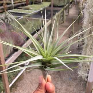 Tillandsia queroensis
